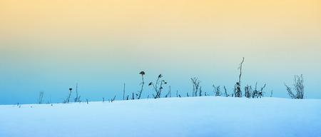 Dry plants in the snow with a blue tint and orange backlight from the top