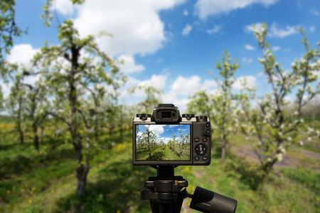 Camera and blooming apple trees with yellow dandelions and blue skyの写真素材