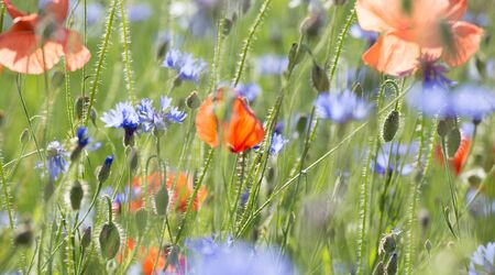 A group of red, fresh poppies on a background of poppy fieldの写真素材