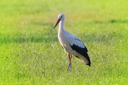 Stork photographed in the morning on a wet, dewy, green spring meadow.の写真素材