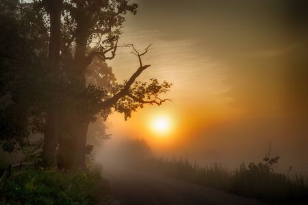 Road and an old tree in the fog lit by the rising sun.の写真素材