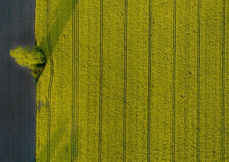 Green farmlands photographed in the morning light from an aerial viewの写真素材