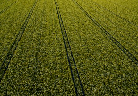 Green farmlands photographed in the morning light from an aerial viewの写真素材