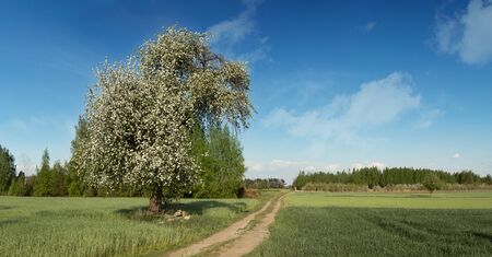 Solitary, white-blossoming apple tree with a blue sky and a dirt road in sand