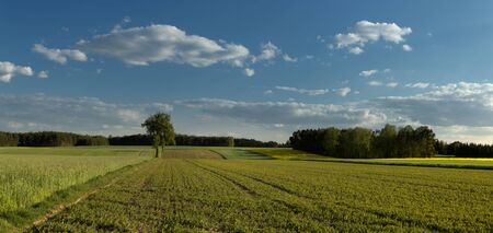 Spring landscape with a tree standing in the fields and a blue sky with white cloudsの写真素材