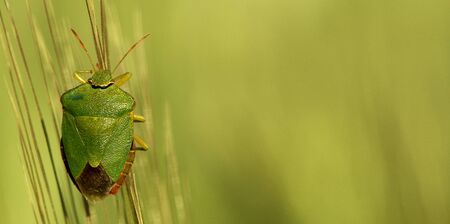 Green bedbug Odork the greengrocer (Palomena prasina) on an ear of grainの写真素材