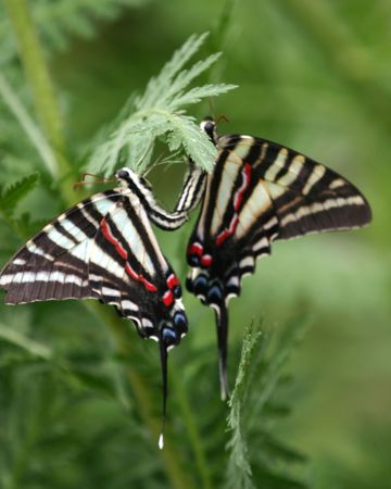 Butterfliesの写真素材