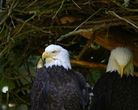 Eaglesの写真素材