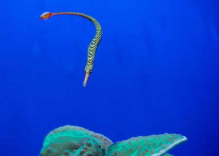 Stick fishの写真素材