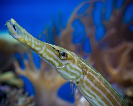 Stick fishの写真素材