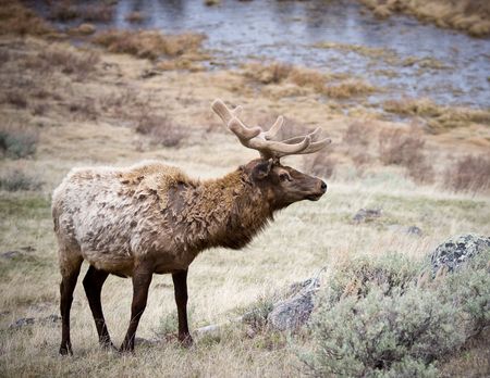 Bull Elkの写真素材