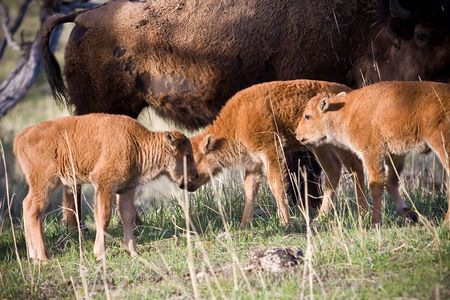 Bison calfsの写真素材