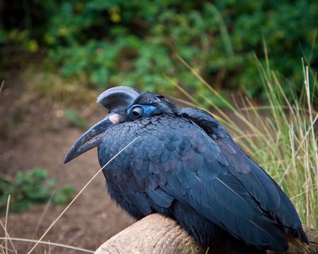 Abyssinian ground hornbillの写真素材