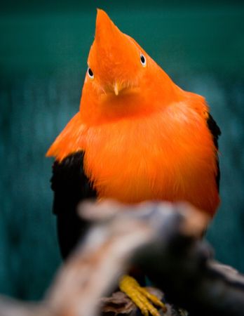 Andean cock-of-the-rockの写真素材
