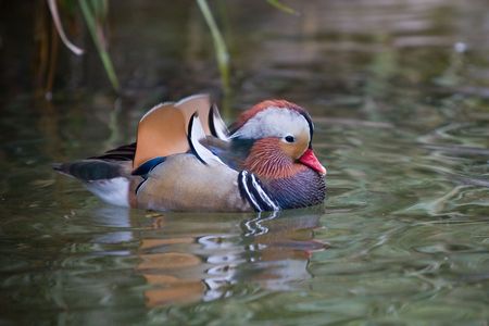 Mandarin duckの写真素材