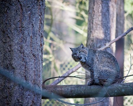 Bobcatの写真素材