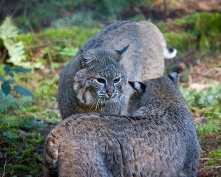 Bobcatの写真素材