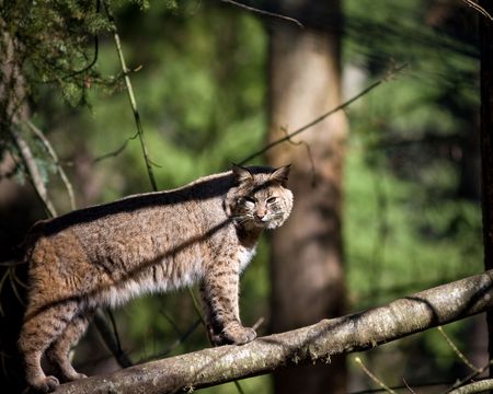 Bobcatの写真素材