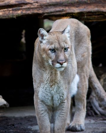 Mountain lion