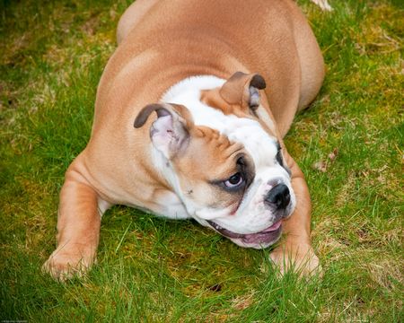 English bulldogの写真素材