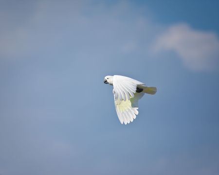 Parrotの写真素材