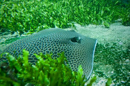 Camouflage Rayの写真素材