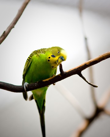 Parrotの写真素材