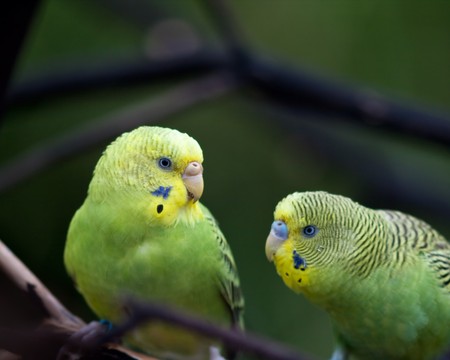 Parrotsの写真素材