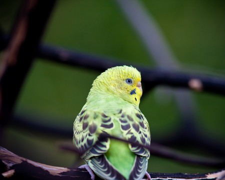 Parrotの写真素材