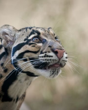 Clouded leopard cubの写真素材