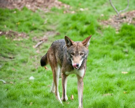 Red wolf