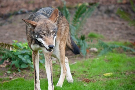 Red wolf