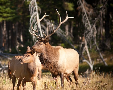 Bull Elk during Fallの写真素材