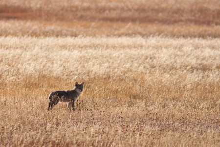 Coyote hunting during fall season