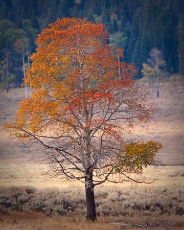 Tree during the fall seasonの写真素材