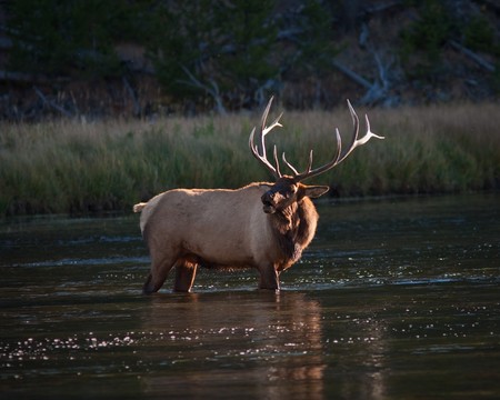 Elb buglingの写真素材