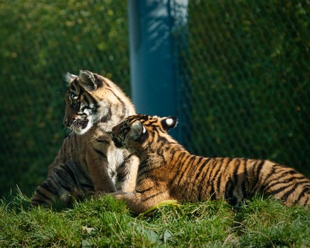 Tiger cubs