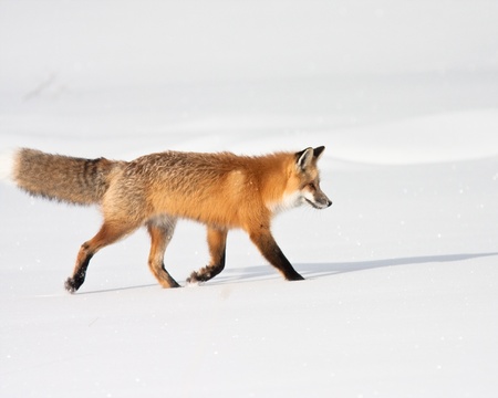 Red Fox