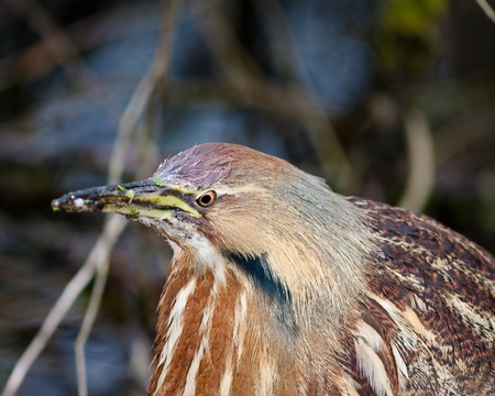 American Biternの写真素材