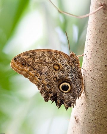 Butterfly in captivityの写真素材