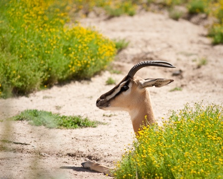 Gazelle in captivity laying down behind a bush.の写真素材