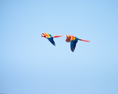 Macaws flying with a blue sky as backgroundの写真素材