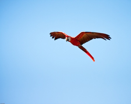 Macaw flying with a blue sky as backgroundの写真素材