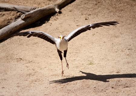 Secretary bird in captivity running and flyingの写真素材