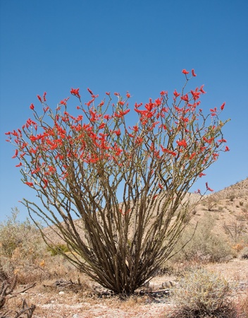 Ocotillo in bloom in the california desertの写真素材