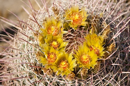 Barrel Cactus flower in the californian desertの写真素材