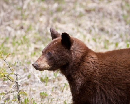 Brown bear in Banff national parkの写真素材