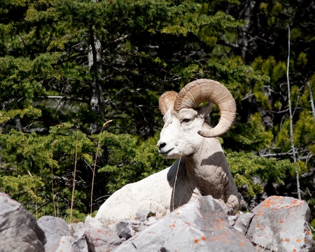 Bighorn Sheep Ramの写真素材