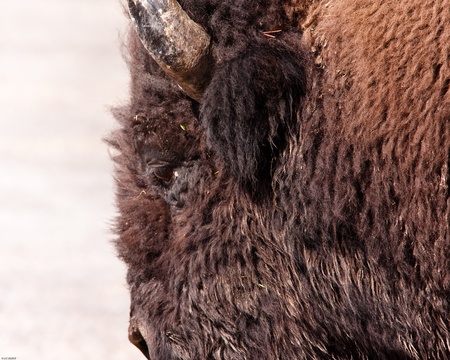 Close up of a bison  during fall in Yellowstone parkの写真素材