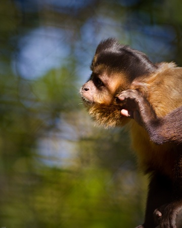 Capuchin monkey in captivity at a zooの写真素材